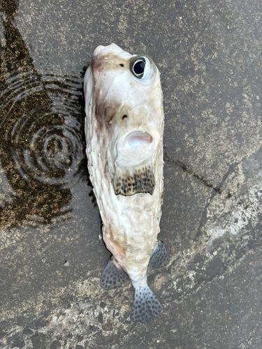 イシガキフグの釣果