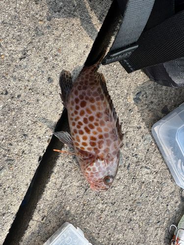 オオモンハタの釣果