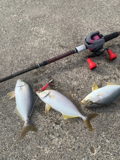 ショゴの釣果