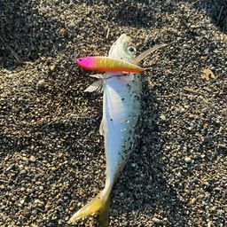 アジ