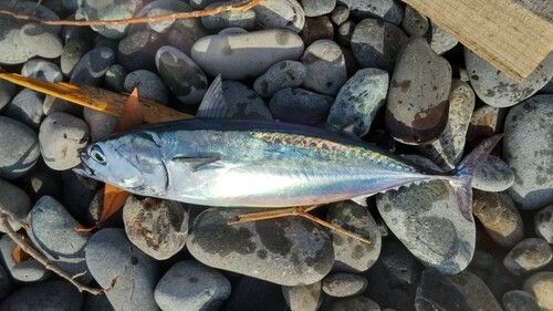 マルソウダの釣果