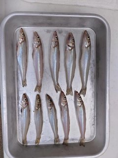 シロギスの釣果