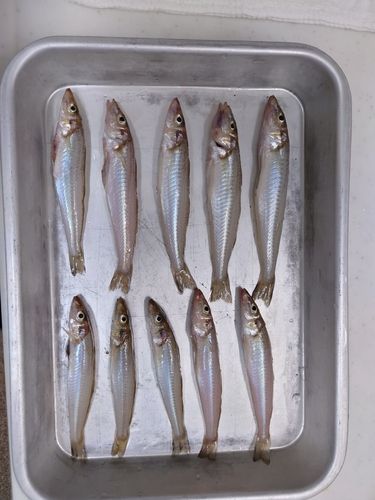 シロギスの釣果