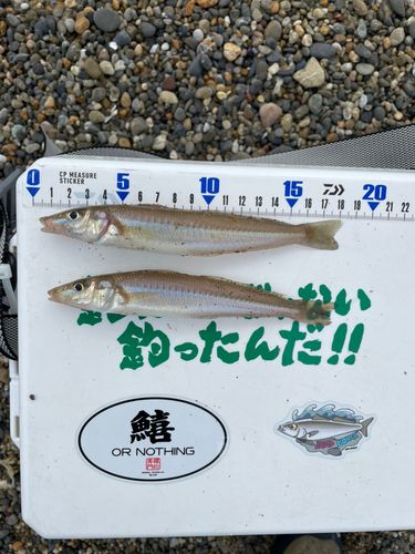 シロギスの釣果