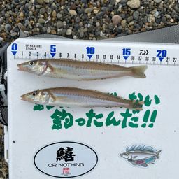 シロギス