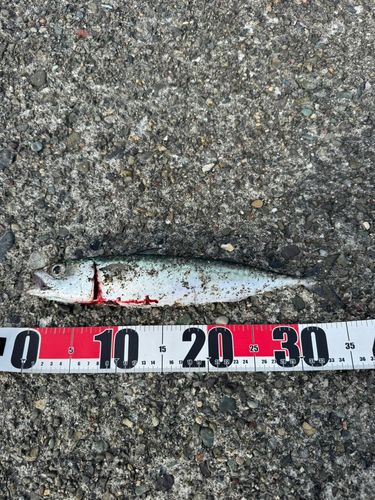 サバの釣果