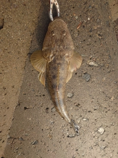 マゴチの釣果