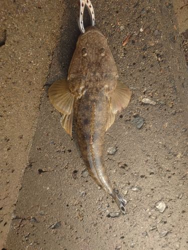 マゴチの釣果