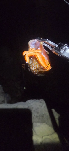 キジハタの釣果