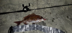 タイの釣果