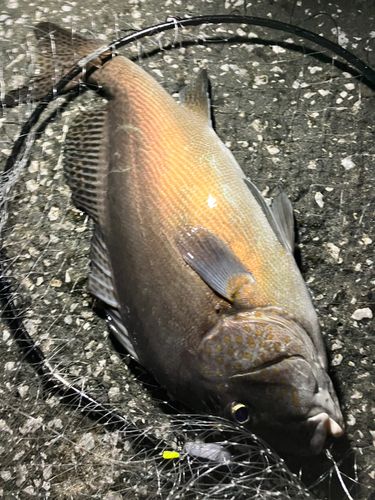 タマンの釣果