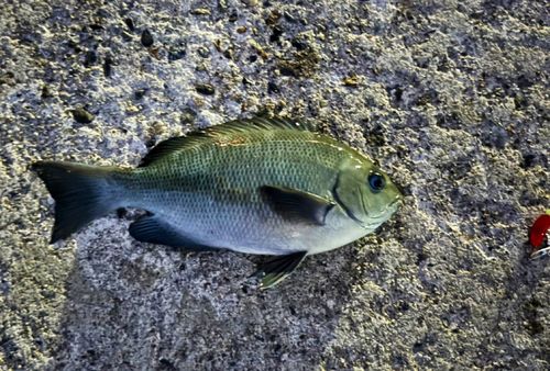 メジナの釣果