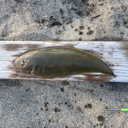 クロウシノシタの釣果