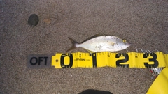 ショゴの釣果