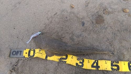 マゴチの釣果