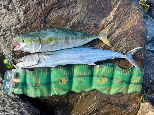 ハマチの釣果