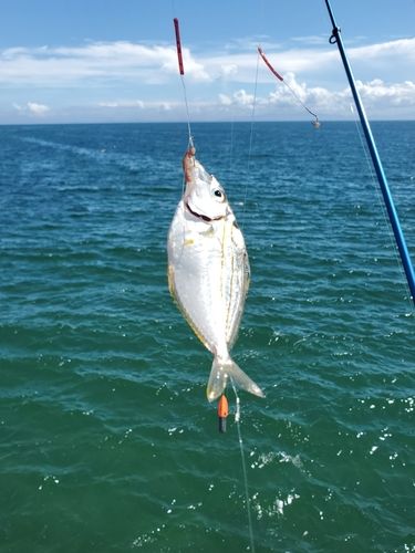 ヒイラギの釣果