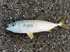 ヤズの釣果