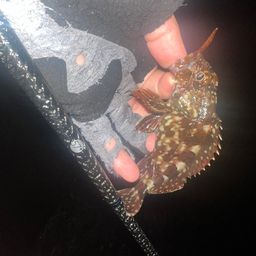 カサゴ