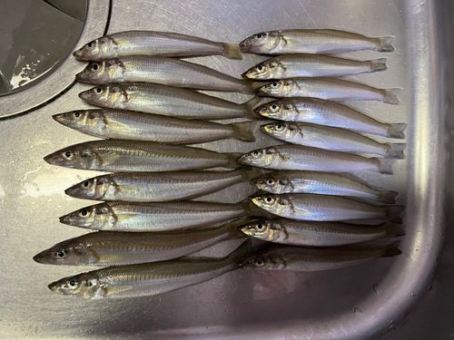 シロギスの釣果
