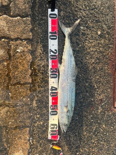 サゴシの釣果