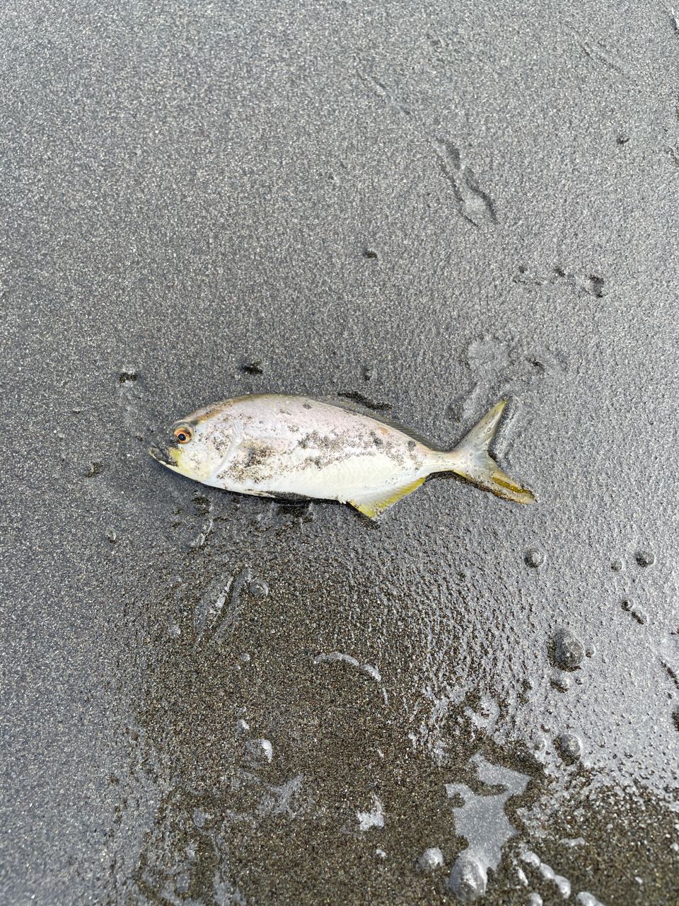 ショゴ