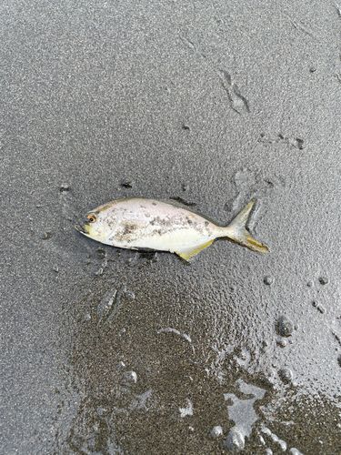 ショゴの釣果