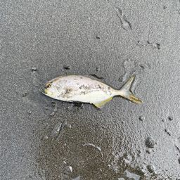 ショゴ