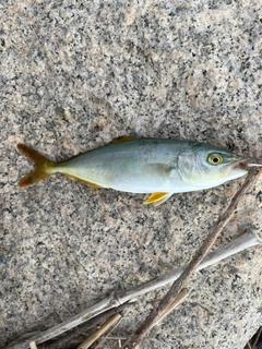 ツバスの釣果