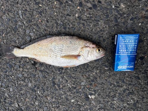 イシモチの釣果