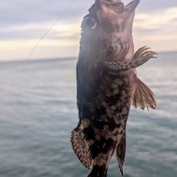 カサゴ