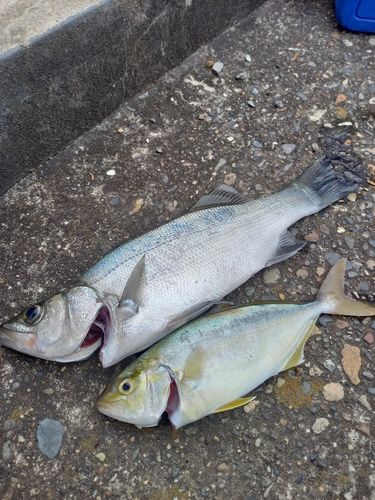 セイゴ（ヒラスズキ）