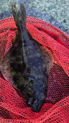 ヒラメの釣果