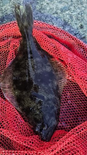 ヒラメの釣果