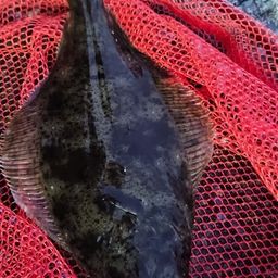 ヒラメ