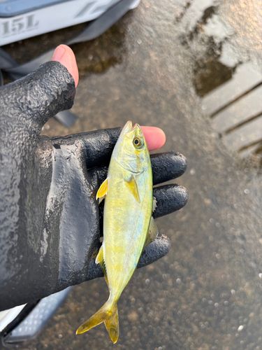 ツバスの釣果