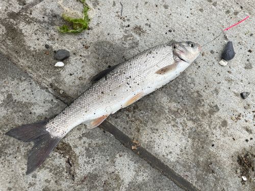 エゾウグイの釣果
