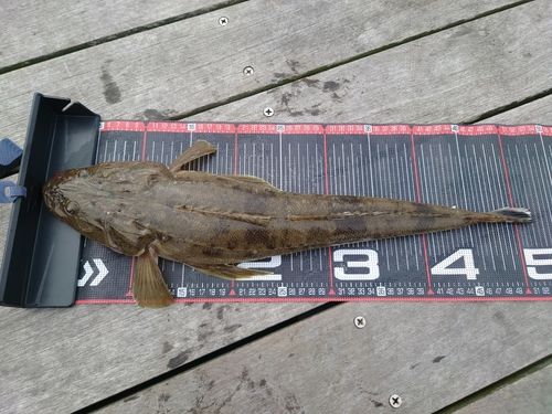 マゴチの釣果