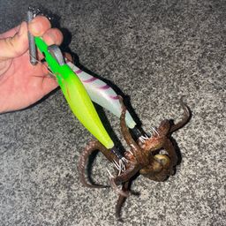 タコ