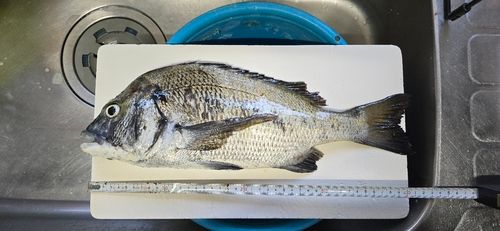 クロダイの釣果