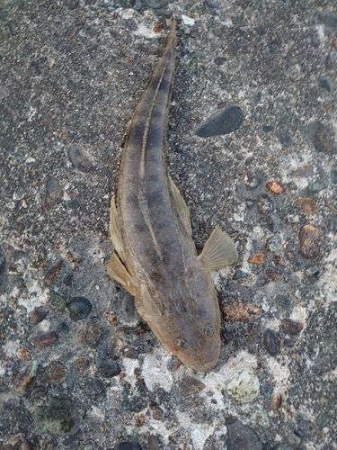 マゴチの釣果