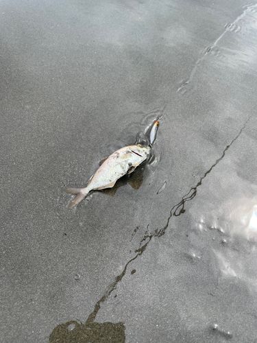 ショゴの釣果