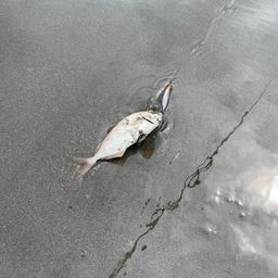 ショゴ