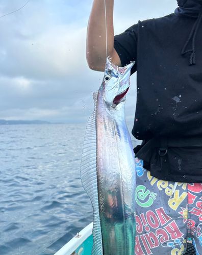 タチウオの釣果