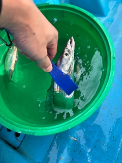 タチウオの釣果