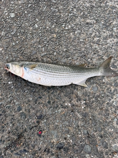 ボラの釣果