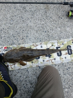マゴチの釣果