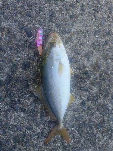 ネリゴの釣果