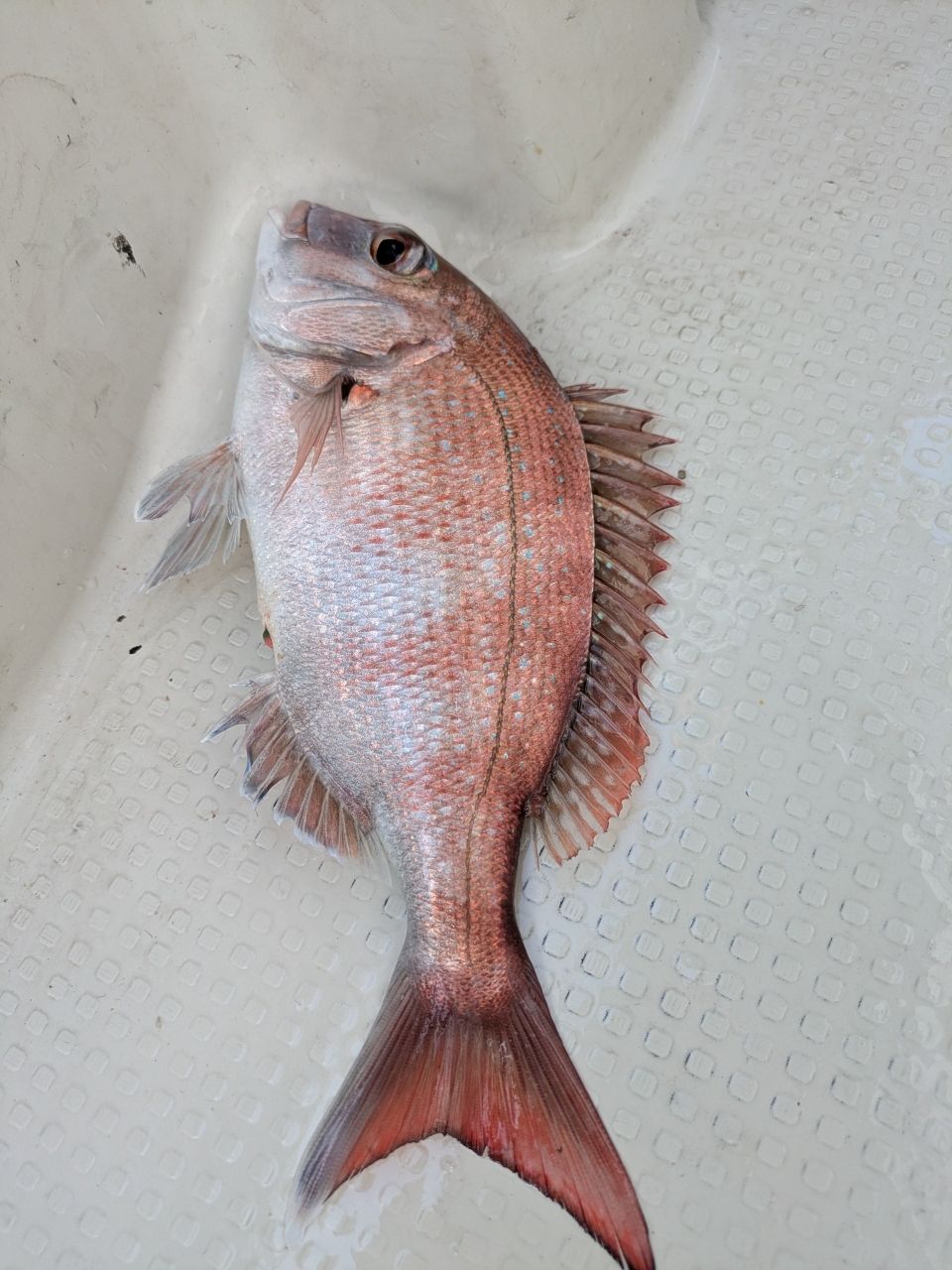 おむすびさんさんの釣果 1枚目の画像