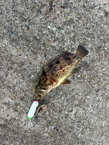 シマソイの釣果